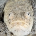 stargazer_whitemargin_c_gb_h_0070_kom0188.jpg